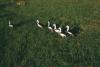 BD/209/3065 Vogels op het veld