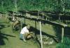 BD/209/4043 Cacao-aanplant