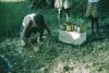 BD/209/4045 Cacao-aanplant