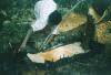 BD/209/4075 Sago-cultures