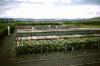 BD/209/8131 Plantage voor kweken van jonge aanplant