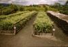 BD/209/8132 Plantage voor kweken van jonge aanplant