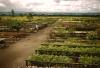 BD/209/8133 Plantage voor kweken van jonge aanplant