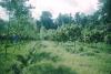 BD/209/9046 Plantage voor kweken van jonge aanplant