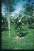 BD/209/9047 Plantage voor kweken van jonge aanplant