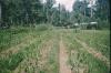 BD/209/9050 Plantage voor kweken van jonge aanplant