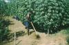 BD/209/9055 Plantage voor kweken van jonge aanplant