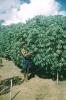 BD/209/9056 Plantage voor kweken van jonge aanplant