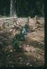 BD/209/9063 Plantage voor kweken van jonge aanplant