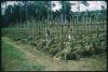 BD/209/9064 Plantage voor kweken van jonge aanplant
