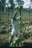 BD/209/9066 Plantage voor kweken van jonge aanplant