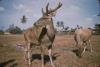 BD/209/9104 Merauke