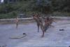 BD/209/9139 Opleidingskamp Papoea Vrijwilligers Korps te Manokwari