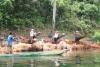BD/153/7 sagoproductie in Sentani