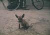 BD/144/126 Jong hondje met fiets op achtergrond