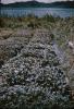 BD/144/180 Tuin waarin planten worden gekweekt  