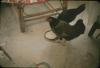 BD/144/61 Interieur woning met kippen 