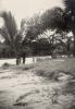 BD/256/171 Palmbomen langs het strand