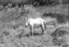 BD/133/1018 Een paard tussen het hoge gras
