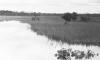 BD/133/423 Tocht Merauke-Kepi-Cookrivier vv: Landschapsopname van de rivier