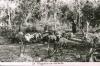BD/186/102 Kokosnoten en varkens