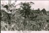 BD/186/26 Papoea-tuin
