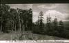 BD/186/41 Beukenbos en naaldbos (Araucaria)