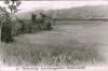 BD/186/91 Toekomstig landbouwgebied  in de Kebarvlakte, Vogelkop