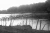 BD/216/198 prauwen met Asmatters in slagorde op een rivier