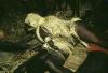 BD/216/343 Ritueel adoptie door een andere stam in het dorp Yab-Tambor