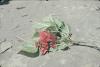 BD/248/216 tak van boom (Poin Settia)