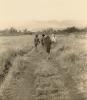 BD/269/26 Inwoners (Dani) van de Baliem-vallei op weg