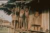 BD/30/97 Asmatkinderen staan bovenop rand paalwoning in dorp