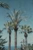BD/171/80 Palmbomen