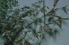 BD/171/1163 Plant