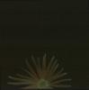 BD/171/1238 Plant