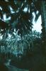 BD/171/1246 Pad met palmbomen