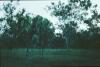 BD/171/1250 Bomen