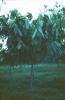BD/171/1252 Bomen