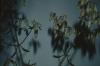 BD/171/1455 Bloemetjes.
