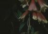 BD/171/1784 Plant