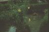 BD/171/614 Plant met bloemen in water