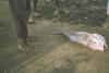 BD/171/693 Vis liggend op de grond