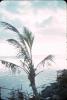 BD/171/1941 Kust met palmboom.
